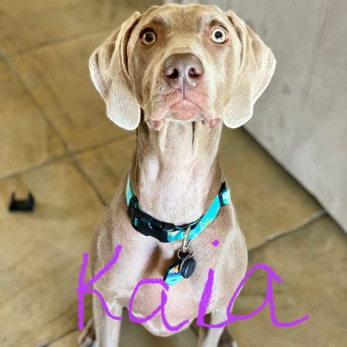 Kaia, the Weimaraner puppy, is a cute furry baby animal that enjoys our short term drop in visits in Peoria, AZ Weimaraner puppy named Kaia receiving care during a pet sitting visit in Peoria Arizona