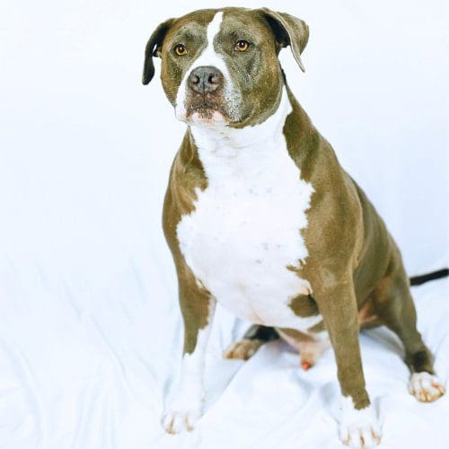 Baloo, a grey XL Bully, Kristie's third dog, looking majestic during a professional pet photo shoot in Glendale, AZ.
