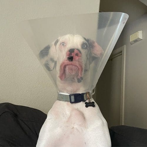 FurBabies & Friends in home pet sitting prices, policies, and procedures FurBabies & Friends in home pet sitting prices, policies, and procedures