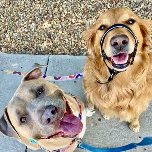 Happy dogs, Jazzy and Simba, during a dog exercise service with a professional dog walker in Glendale AZ. Happy dogs, Jazzy and Simba, during a dog exercise service with a professional dog walker in Glendale AZ.