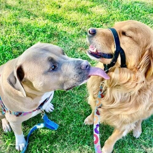 An xl bully kissing a golden retriever during an early walk in the shade during the Arizona summer hear, Furbabies & Friends takes extra care for peoples pets during inclement weather.