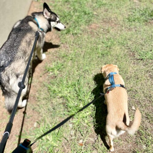 Two dogs walking during a midday potty break service with FurBabies & Friends in Glendale, AZ. Two dogs walking during a midday potty break service with FurBabies & Friends in Glendale, AZ.