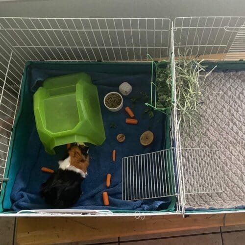 Guinea pig enclosure cleaning during a pet sitting visit in Peoria Arizona