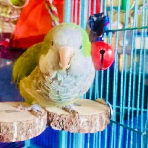 Small bird during a pet sitting visit in Glendale Arizona