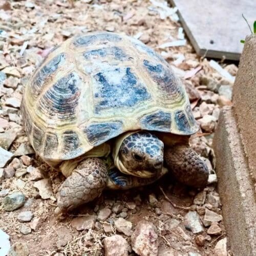A large turtle FurBabies & Friends helped care for while the pet parents were on Vacation, we happily care for all household pets including reptiles, birds, fish and small animals. Turtle receiving care during a pet sitting visit in Glendale Arizona