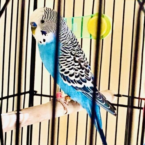 Small bird during a pet sitting visit in Glendale Arizona