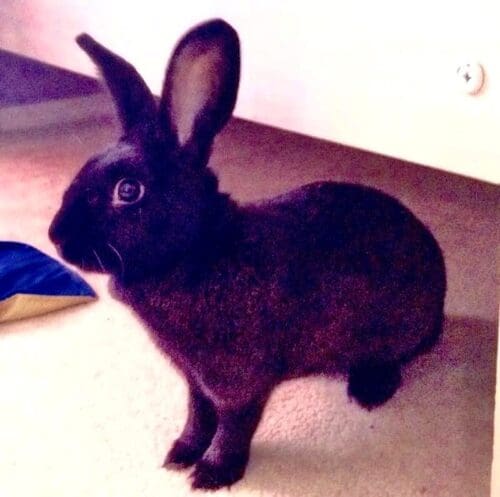 Black rabbit care provided by an in home pet sitter near Glendale Arizona. Black Rabbit named Easter during an in-home pet sitting visit in Peoria Arizona