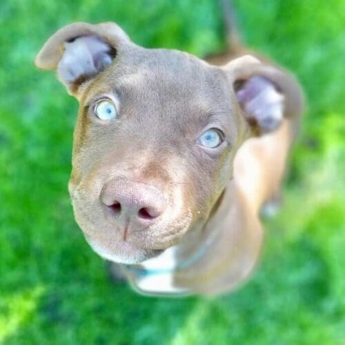 Gunner the brown pitbull puppy during a puppy watching pet sitter midday potty break in Glendale, AZ.