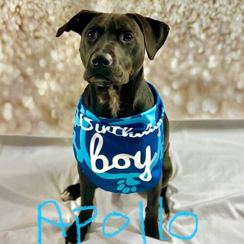 Kristie's personal dog, a black pitbull named apollo during a birthday photo shoot in Glendale, AZ.