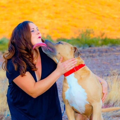 XL Bully simba, Kristie's 2nd foster failure shows nothing but gratitude with a big kiss.