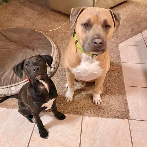 <a href='https://furbabiesandfriendsaz.com/overnight-pet-sitting-vs-drop-in-visits-glendale-az/'>Overnight Pet Sitting vs Drop-In Visits in Glendale AZ: Which Is Better?</a>