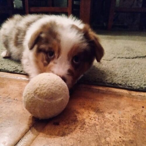 Puppy aussie starring at a ball but very sleepy.