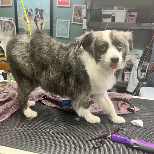 Ghost the toy Aussie was feeling fantastic and ready for his before and after dog grooming picture at FurBabies & Friends.