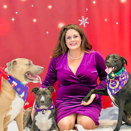 Kristie Halverson and her 3 bully mix dogs for their holiday family photoshoot in 2024.