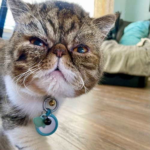 Milo the cat sits for a cat photo shoot during his pet sitting visit in Glendale, AZ. Curious cat peering into the camera during a pet sitting visit in Glendale Arizona
