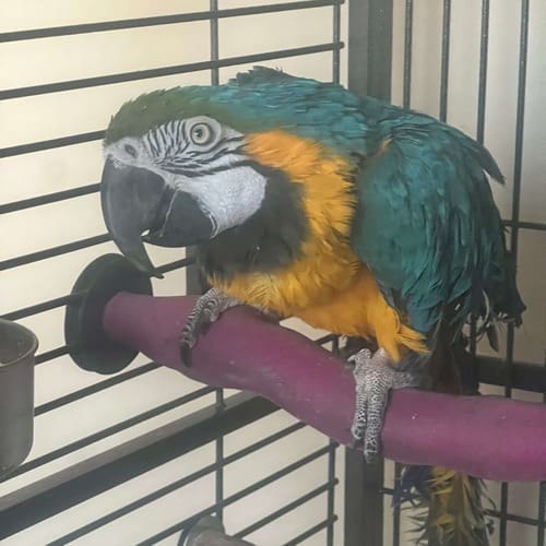 McCaw Parrot, bird pet sitter near me, Glendale, AZ Parrot named Rafa during an in-home pet sitting visit in Sun City Arizona