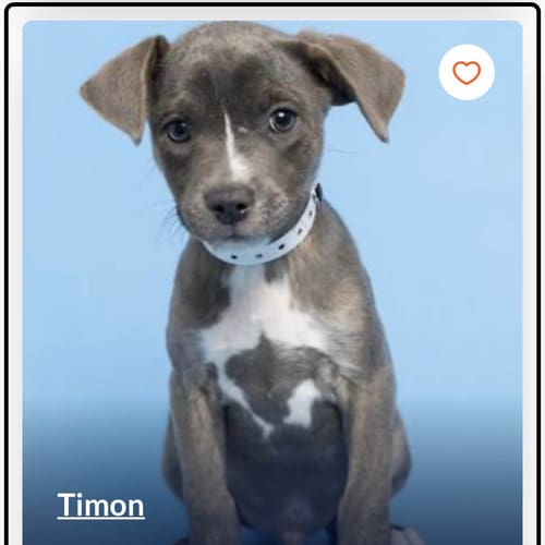 Timone, a foster puppy from the Arizona Humane Society, adjusting to his new home during his first week in foster care. Grey pitbull puppy named Timone ready for adoption profile after foster care.