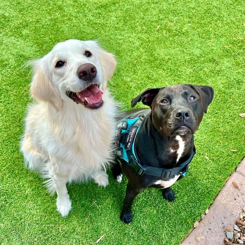 English crème retriever Marley sitting next to her new friend black pitbull apollo.