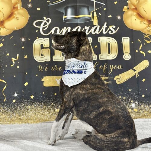 Tigger the brindled pitbull mix sits proudly for his advanced obedience training class graduation photos with FurBabies & Friends.