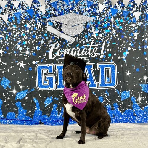 Apollo the black pitbull excelled at advanced obedience training class with FurBabies & Friends in Glendale, AZ.