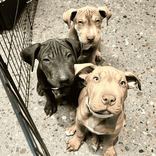 3 pitbull puppies intently staring at foster mom and looking a little sad when returned to be put up for adoption after two months in foster care.