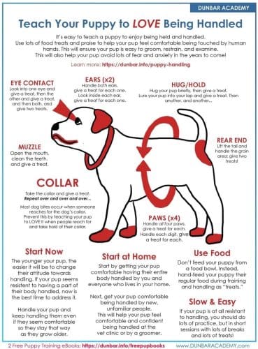 Help you dog or puppy learn to love being handled through positive touch desensitization training.