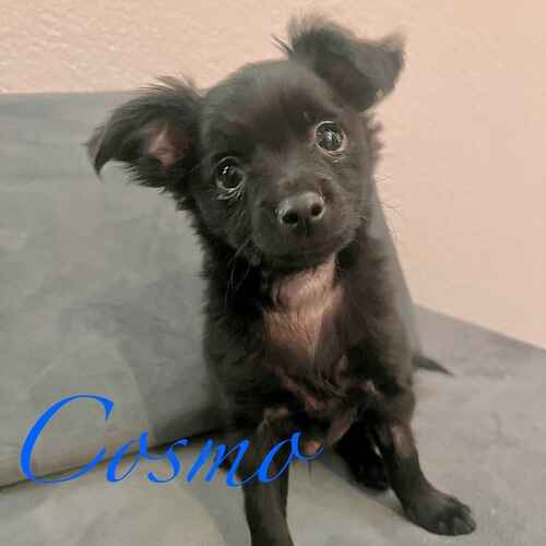 Cosmo the black rescue puppy sitting in-home in Glendale AZ