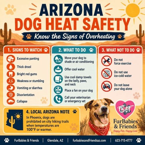 Arizona dog heat safety infographic showing signs of overheating and what to do