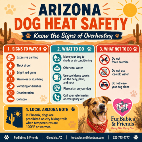Arizona dog heat safety infographic showing signs of overheating and what to do