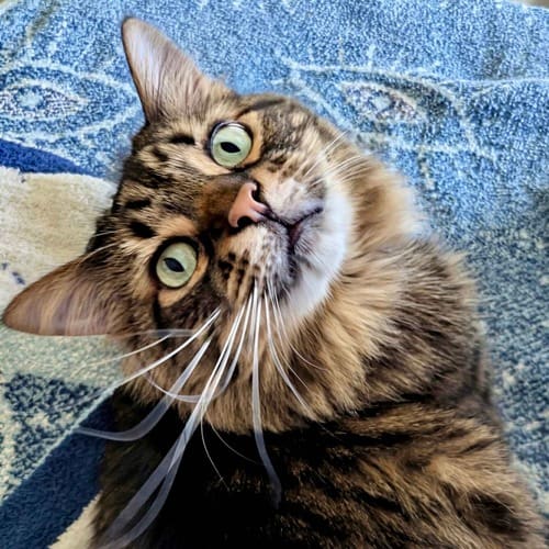Curious cat looks up for pets during cat sitting visits in Peoria, AZ