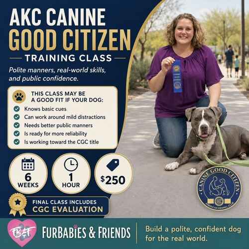 AKC Canine Good Citizen CGC prep group dog training class in Glendale AZ with FurBabies & Friends positive reinforcement dog training.