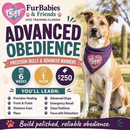 Advanced Obedience Group Dog Training class by FurBabies & Friends in Glendale, AZ.