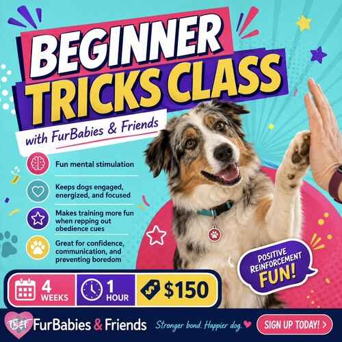 Beginner dog tricks group training class in Glendale AZ with FurBabies & Friends using positive reinforcement dog training.