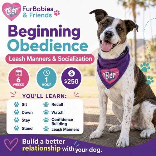 Beginning Obedience Group Dog Training class by FurBabies & Friends in Glendale, AZ.