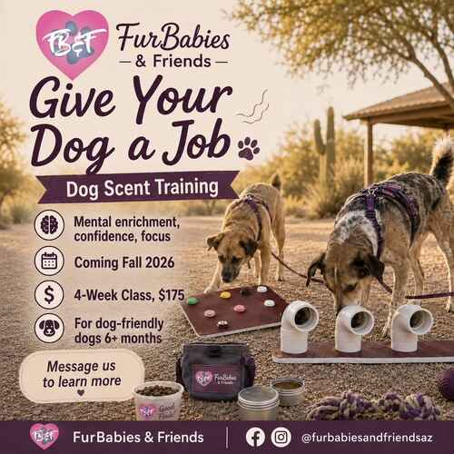 Dog scent training group training class by FurBabies & Friends in Glendale, AZ.