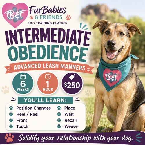 Intermediate Obedience Group Dog Training class by FurBabies & Friends in Glendale, AZ.