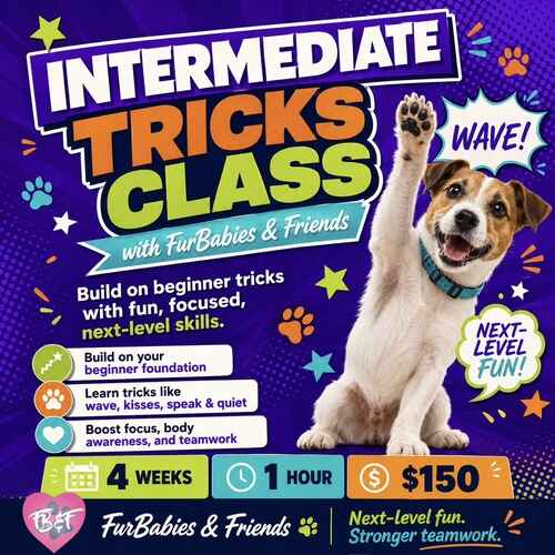 Intermediate dog tricks group training class in Peoria AZ with FurBabies & Friends positive reinforcement dog training.