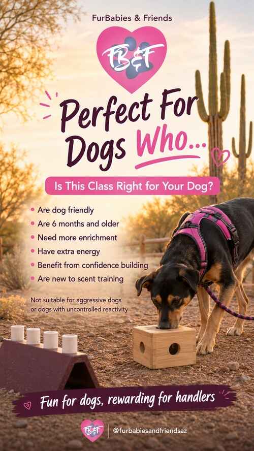 Furbabies & Friends offers dog scent training group class for dogs who need more enrichment, another way to burn excess energy, or could benefit from confidence building in Glendale, AZ.
