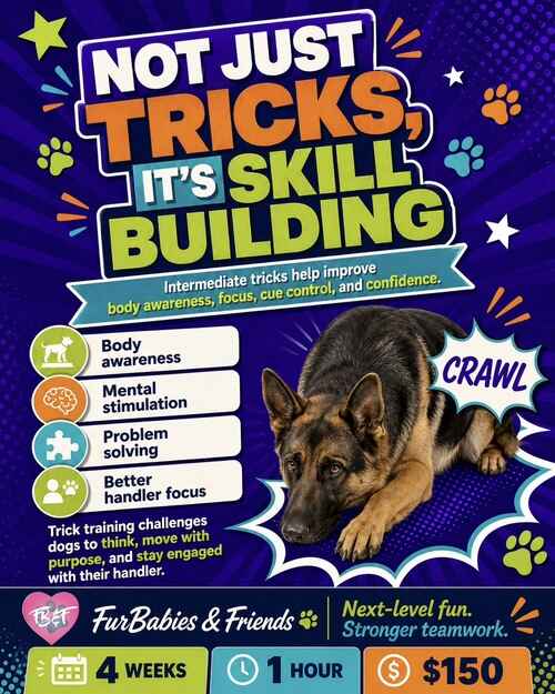 FurBabies and Friends intermediate dog trick training is not just about doing tricks, it's skill building in Glendale, AZ.