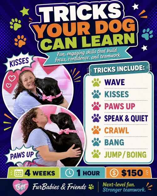 What tricks your dog can learn with Furbabies and Friends intermediate trick training in Glendale, AZ.