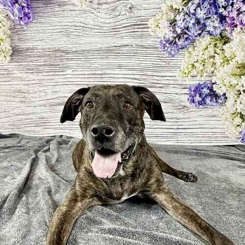 Athena the brindled resuced pitbull lays down while smiling during her rainbow bridge pet photography session in Glendale, AZ.