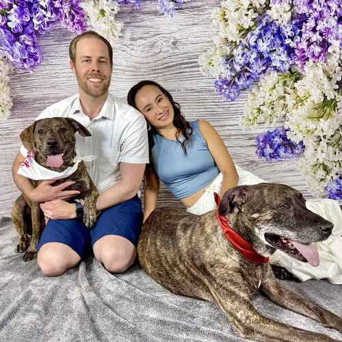 Husband and wife pose with their brindled puppy and brindle senior pitbull during an end of life photoshoot in Glendale, AZ