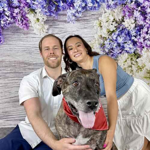 Family embraces their senior rescued brindled pitbull during a rainbow bridge photo shoot in Glendale, AZ.