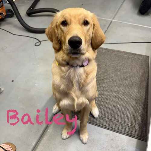 Bailey the golden retriever looking beautiful after her first professional positive puppy groom in Glendale, AZ.