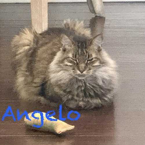 Angelo, a long-haired gray tabby cat, sits behind a screen during an in-home cat-sitting visit in Arrowhead Lakes, Glendale.