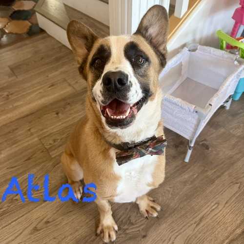 Atlas, a tan-and-white dog with dark eye patches and a plaid bow tie, poses during an in-home pet-sitting visit in Phoenix.