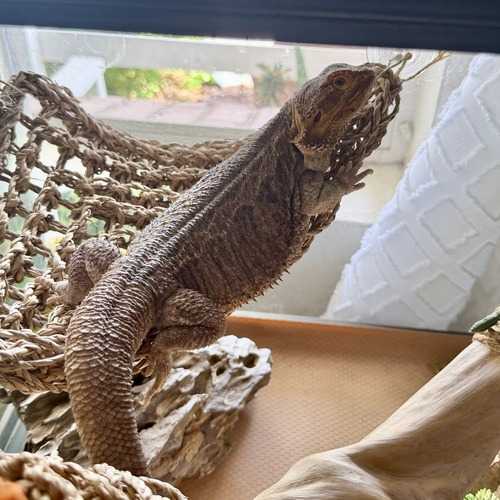 A bearded dragon climbs on a woven hammock inside a terrarium during an in-home pet-sitting visit in Phoenix.