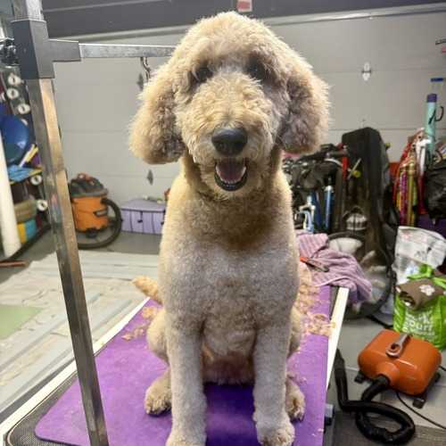 Biscuit, a tan Goldendoodle, stands on a grooming table after a complete bath, blow-dry, and brush-out.