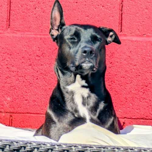 Black dog with a white chest sitting in front of a red brick wall.