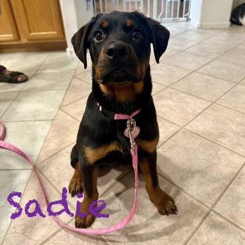 A black-and-tan dog named Sadie sits indoors wearing a pink leash and collar during a drop-in pet-sitting visit.